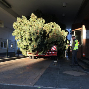 Transport des Weihnachtsbaumes für das Phantasialand